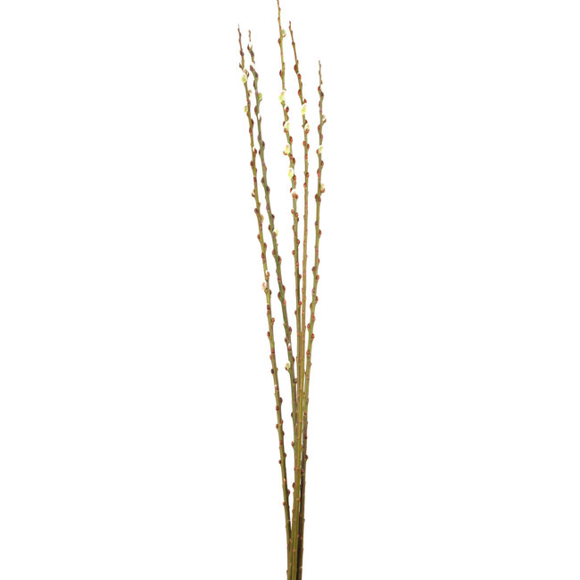 Pussy Willow Natural 3'-4'