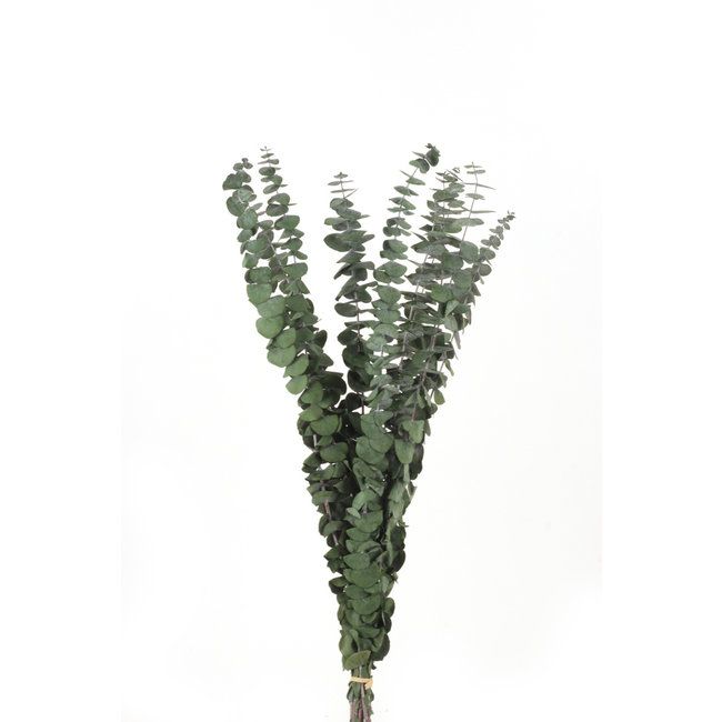 Preserved Eucalyptus Spiral