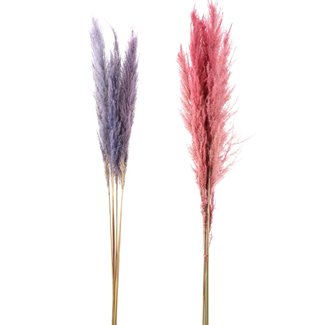 Mixed Colour Pampass Grass Bundle