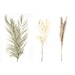 Palm Twizzle, Ruscus, & Pampas Mixed Bundle