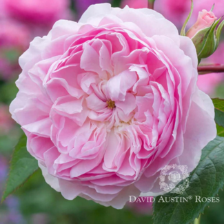David Austin Rose - Silas Marner