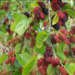 Weeping Mulberry Fruiting Std. 7 Gal