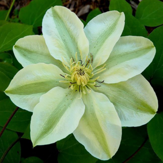 Clematis - Guernsey Cream 1 Gal