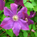 Clematis - Jackmanii 1 Gal
