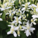 Clematis - Sweet Autumn 1 Gal
