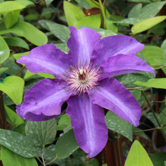 Clematis - The President 1 Gal