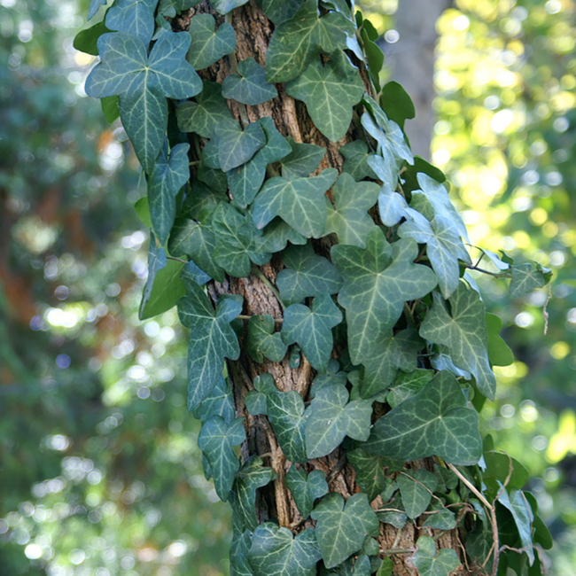Baltic Ivy 1 Gal