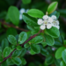 Cotoneaster - Bearberry 2 Gal