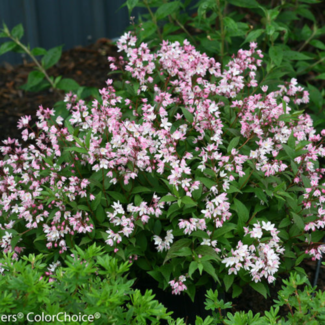 Deutzia - Yuki Cherry Blossom PW 30cm 2 Gal
