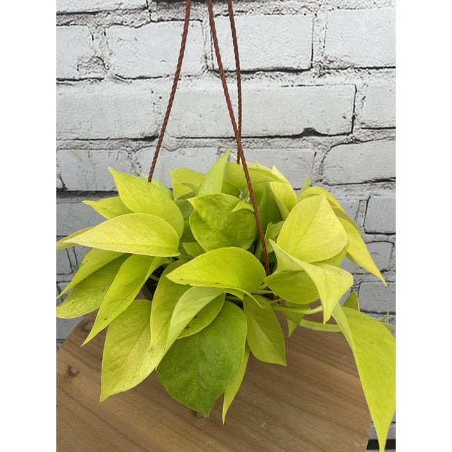 6" Pothos Neon HB