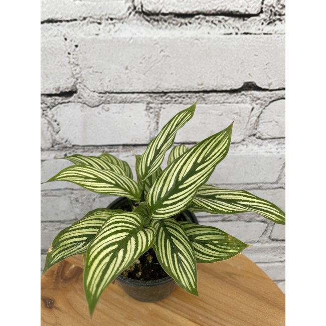 Calathea Asst.
