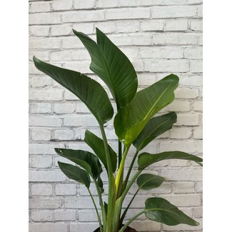 10" White Bird of Paradise