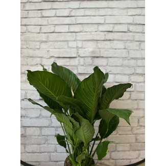 10" Peace Lily Spathiphyllum