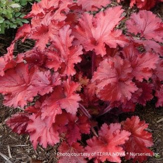 Coral Bells - Forever Red 1 Gal