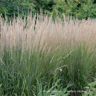 Feather Reed Grass - Karl Foerster 1 Gal