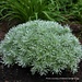 Artemisia - Silver Mound 1 Gal