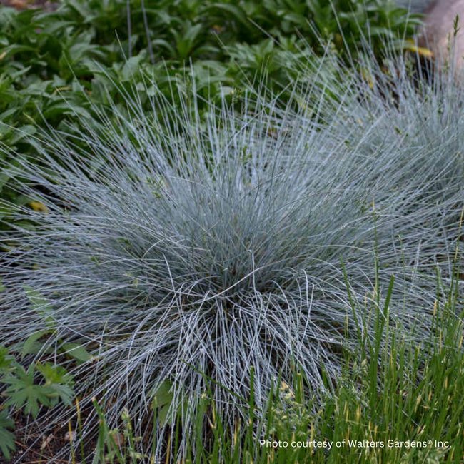 Fescue - Blue Whiskers 1 Gal