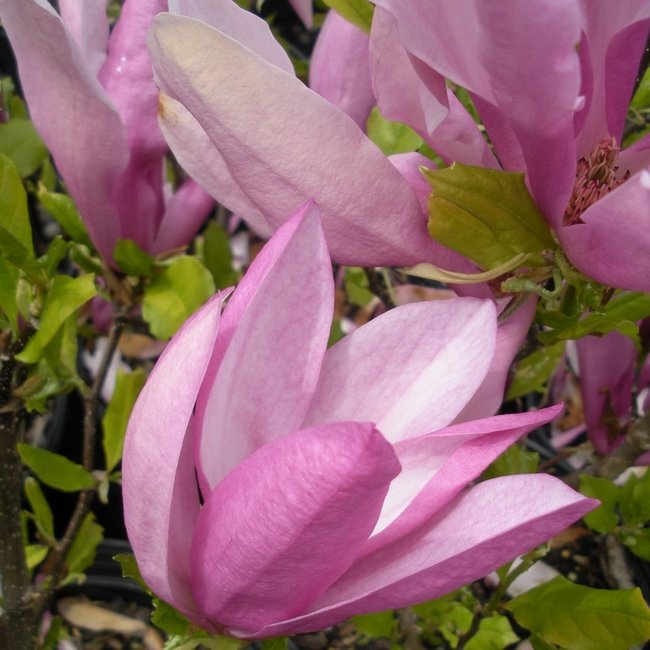 Magnolia - Susan