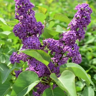 Lilac - Ludwig Spaeth