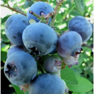 Blueberry - Toro 2 Gal