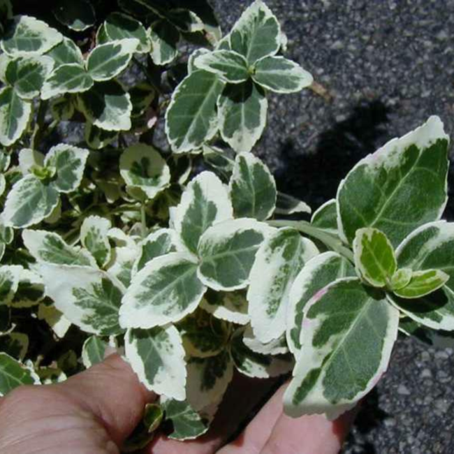 Euonymus - Emerald Gaiety 30cm 3 Gal