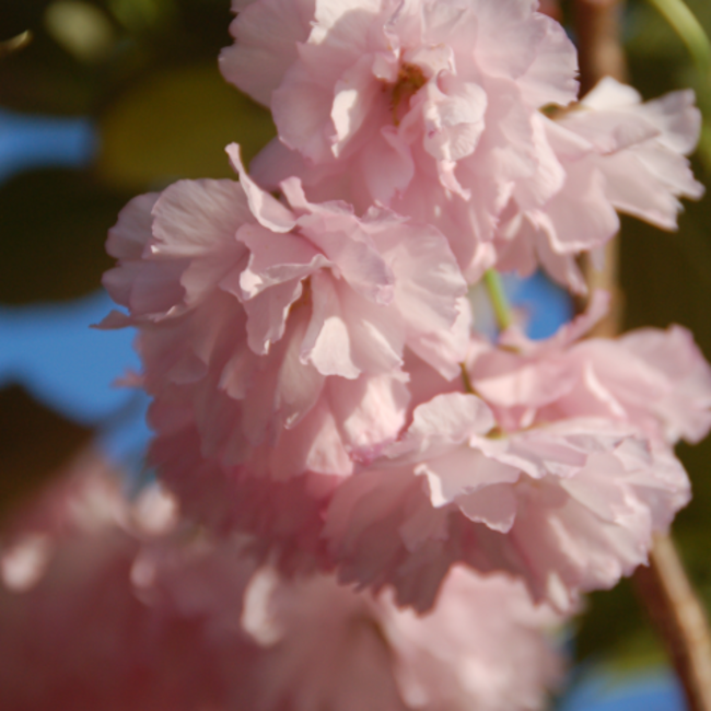 Kwanzan Japanese Flowering Cherry Std. 150cm