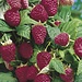 Raspberry - Heritage 2 Gal