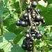 Currant - Black Wellington 1 Gal