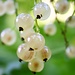 Currant - White Pearl 1 gal