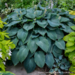 Hosta - Blue Angel 1 Gal