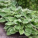 Hosta - Francee 1 Gal