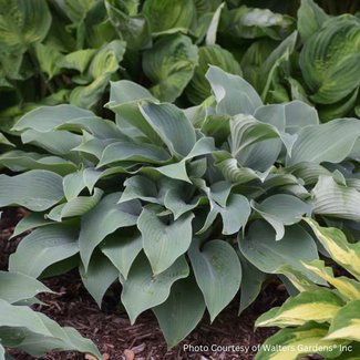 Hosta - Halycon 1 Gal