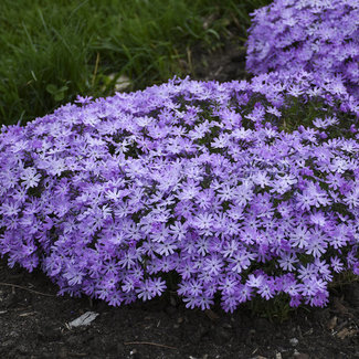 Garden Phlox - Bedazzled Lavender 1 Gal
