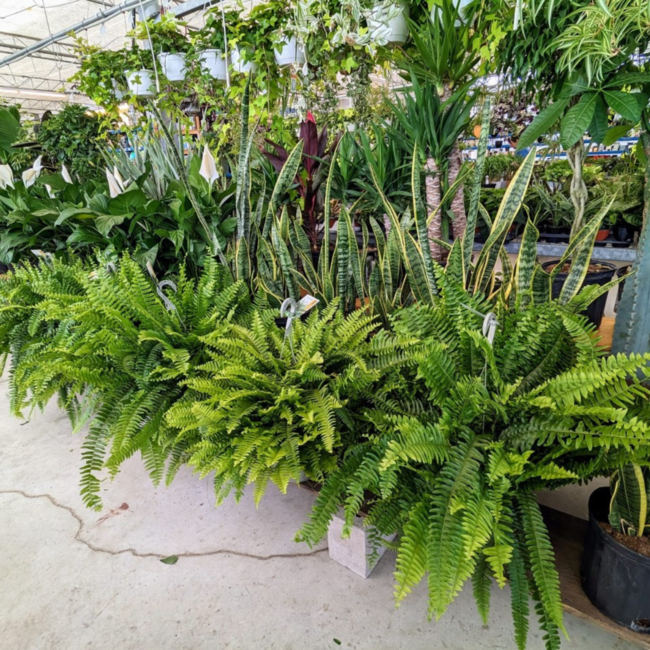 10" Boston Fern HB