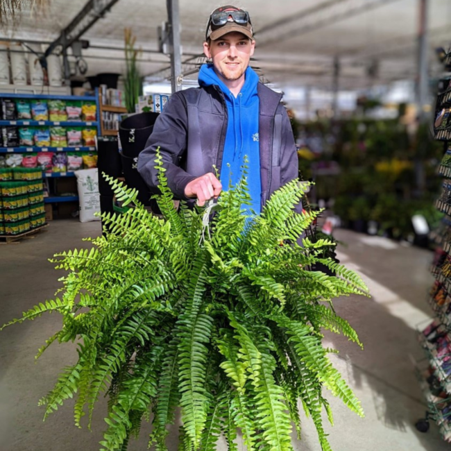 10" Boston Fern HB