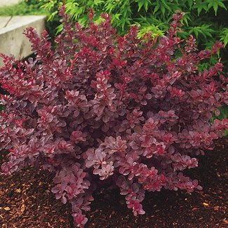 Barberry - Royal Burgundy