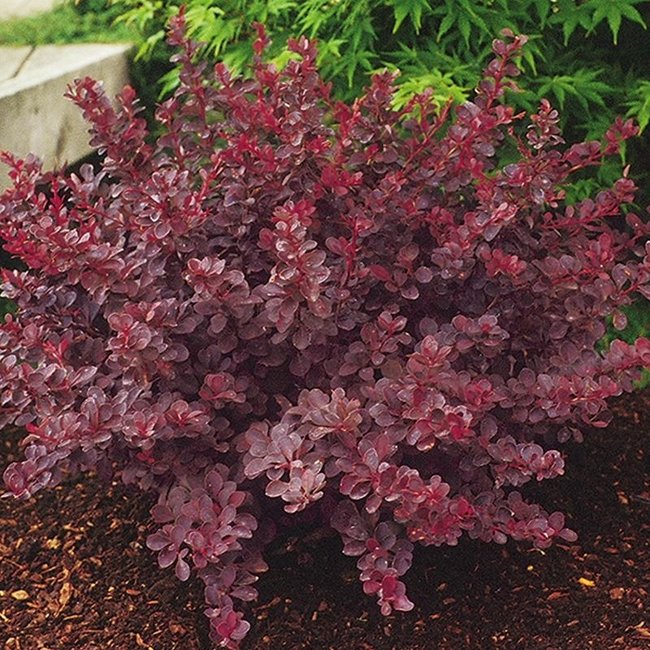 Barberry - Royal Burgundy