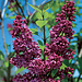 Lilac - Charles Joly