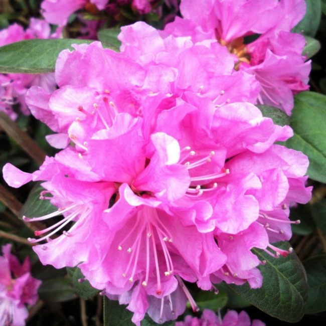 Rhododendron - PJM Elite 5 Gal