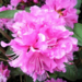 Rhododendron - PJM Elite 5 Gal