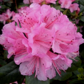 Rhododendron - Olga Mezitt 40cm 3 Gal