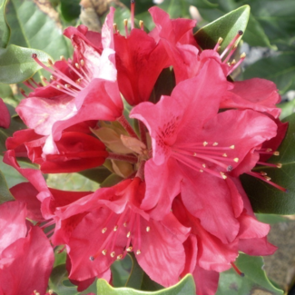 Rhododendron - Nova Zembla 2 Gal