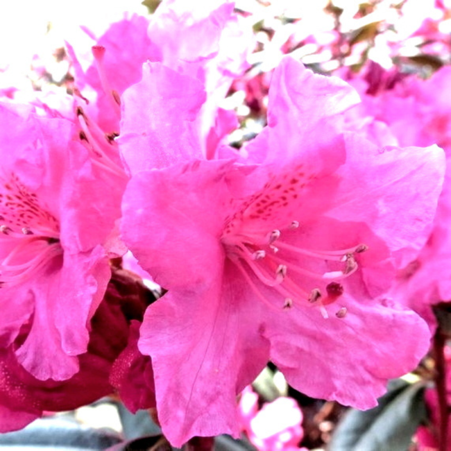 Landmark' Rhododendron 3 Gal