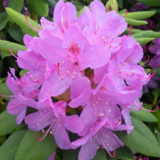 Rhododendron - English Roseum 2 Gal