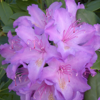 Rhododendron - Boursault 2 Gal