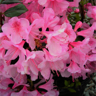 Rhododendron - Aglo 40cm 3 Gal
