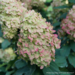 Hydrangea - Limelight Prime PW 2 Gal