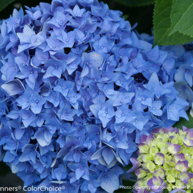Hydrangea - Let's Dance Rythmic Blue PW 2 Gal