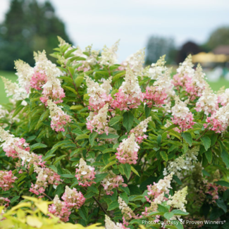 Hydrangea - Pinky Winky 2 Gal