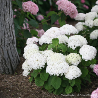 Hydrangea - Invincibelle Wee White PW 2 Gal